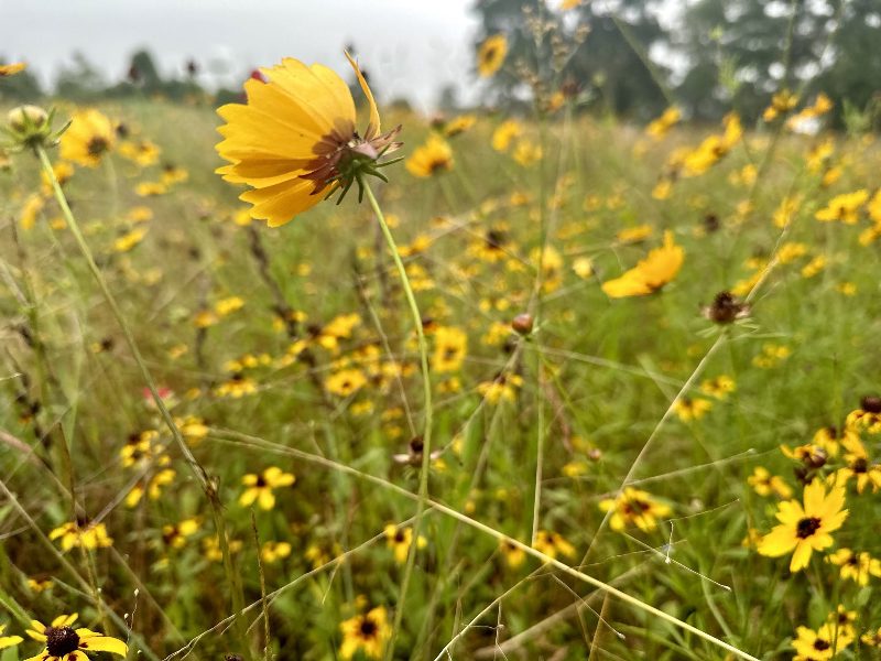 serene photo of yellow wildflowers in a field